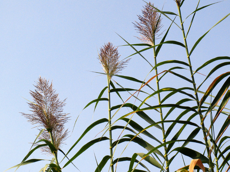 Arundo donax L. / Canna domestica.